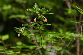 Attēlu rezultāti vaicājumam “Menziesia ferruginea flower”