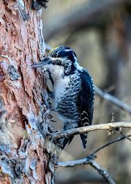 Attēlu rezultāti vaicājumam “Picoides tridactylus adult”