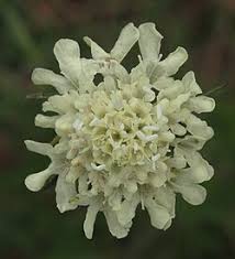 Image result for Scabiosa canescens