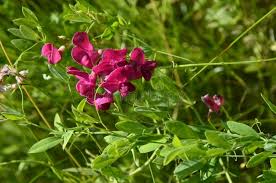 Attēlu rezultāti vaicājumam “Lathyrus sylvestris bud”