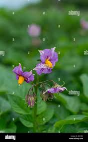 Attēlu rezultāti vaicājumam “Solanum tuberosum flower”