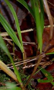 Attēlu rezultāti vaicājumam “Festuca altissima flower”
