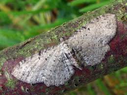 Attēlu rezultāti vaicājumam “Anticollix sparsata”