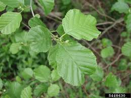 Attēlu rezultāti vaicājumam “Alnus glutinosa leaf”