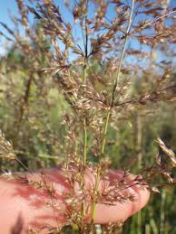 Attēlu rezultāti vaicājumam “Agrostis stolonifera”