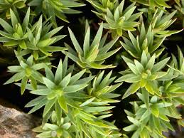 Attēlu rezultāti vaicājumam “Pogonatum dentatum macro”