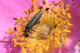 Attēlu rezultāti vaicājumam “Oedemera sp.”