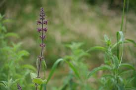 Attēlu rezultāti vaicājumam “Stachys sylvatica leaf”