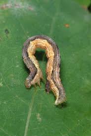 Attēlu rezultāti vaicājumam “Xanthorhoe biriviata”