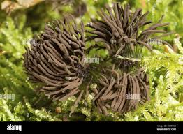 Attēlu rezultāti vaicājumam “Stemonitis fusca var. nigrescens plasmodium”