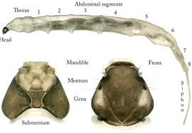 Attēlu rezultāti vaicājumam “Ptychoptera sp.”