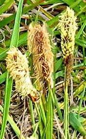 Attēlu rezultāti vaicājumam “Carex appropinquata leaf”