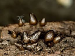 Attēlu rezultāti vaicājumam “Lycogala botrydium spores”