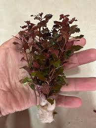 Attēlu rezultāti vaicājumam “Jungermannia subulata”