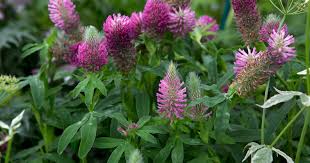 Attēlu rezultāti vaicājumam “Trifolium spadiceum flower”