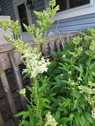Attēlu rezultāti vaicājumam “Filipendula ulmaria”