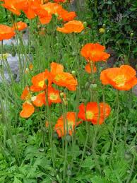 Image result for Papaver nudicaule