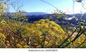 Attēlu rezultāti vaicājumam “Anethum graveolens flower”