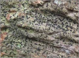 Attēlu rezultāti vaicājumam “Alyxoria varia”