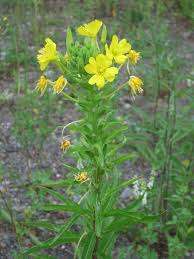 Image result for Oenothera biennis