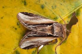 Attēlu rezultāti vaicājumam “Pheosia tremula”