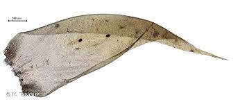 Attēlu rezultāti vaicājumam “Hypnum cupressiforme var. lacunosum”