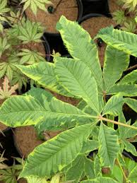 Attēlu rezultāti vaicājumam “Aesculus x hybrida leaf”