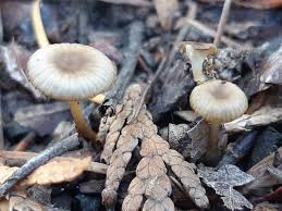 Attēlu rezultāti vaicājumam “Leptodictyum riparium sporophyte”