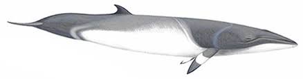 Image result for Balaenoptera acutorostrata