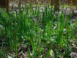 Attēlu rezultāti vaicājumam “Allium scorodoprasum leaf”