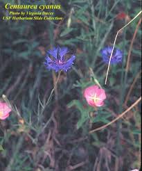 Image result for Centaurea cyanus