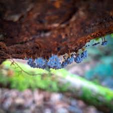 Attēlu rezultāti vaicājumam “Oligonema favogineum spores”