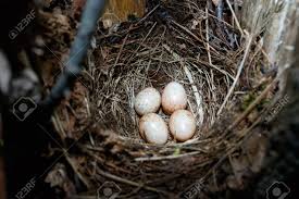 Attēlu rezultāti vaicājumam “Erithacus rubecula eggs”