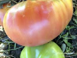 Afbeeldingsresultaat voor caspian pink tomato