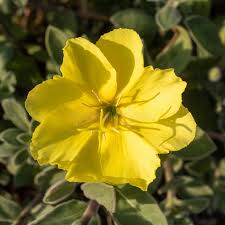 Attēlu rezultāti vaicājumam “Onagraceae”