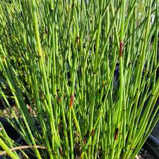 Attēlu rezultāti vaicājumam “Enteridium corticatum”