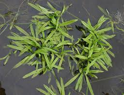 Attēlu rezultāti vaicājumam “Lophozia laxa”