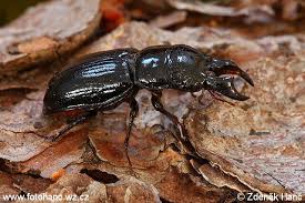 Attēlu rezultāti vaicājumam “Ceruchus chrysomelinus”