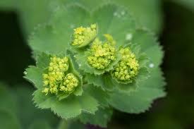 Attēlu rezultāti vaicājumam “Alchemilla vulgaris aggr. bud”