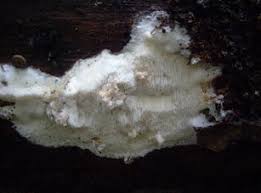 Attēlu rezultāti vaicājumam “Antrodia macra”