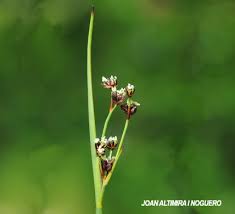 Attēlu rezultāti vaicājumam “Juncus alpinoarticulatus”