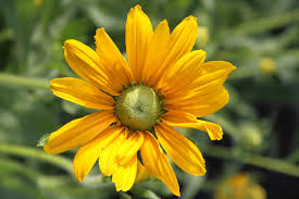 Image result for Rudbeckia