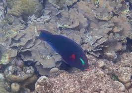 Image result for Scarus niger