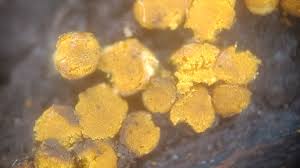 Attēlu rezultāti vaicājumam “Trichia scabra sessile”