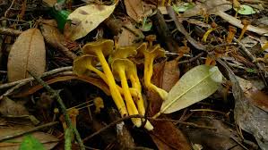 Attēlu rezultāti vaicājumam “Cantharellus lutescens”