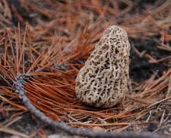 Attēlu rezultāti vaicājumam “Trichia contorta young”