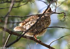 Attēlu rezultāti vaicājumam “Tetrastes bonasia juvenile”