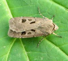 Attēlu rezultāti vaicājumam “Agrotis exclamationis”