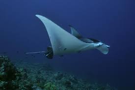 Image result for Mobula birostris