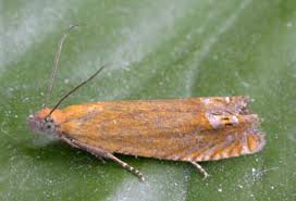 Attēlu rezultāti vaicājumam “Lathronympha strigana”